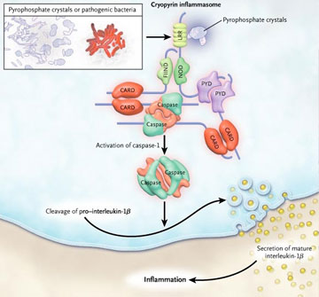 Figura 2: el inflammasoma y la respuesta inmune