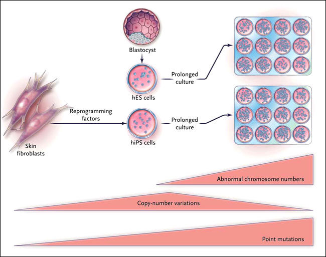 Figura 1: efectos genéticos de la reprogramación celular para la pluripotencialidad