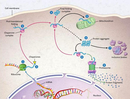 Figura1. Diagrama de la vida de una proteína.