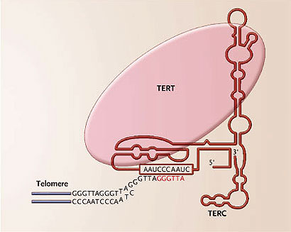 Figura 1: estructura y función de la telomerasa humana