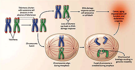 Figura 2: efectos celulares del acortamiento del telómero