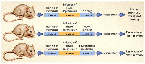 Figura 1: modelo de memoria y de degeneración neuronal