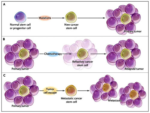 Figura 3: escenarios que involucran células cancerosas madres