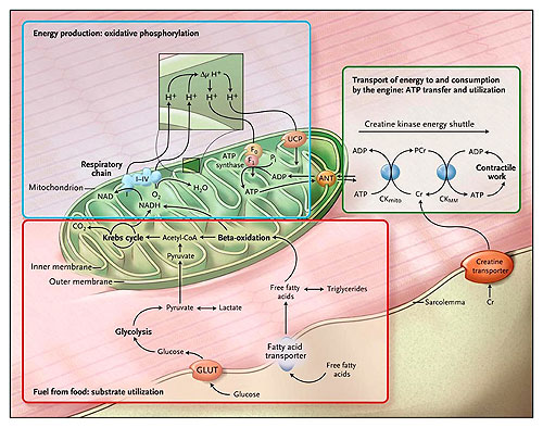 Figura 1: metabolismo energético cardíaco