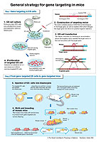 Selección positivo-negativa<br>http://nobelprize.org/