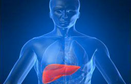 IL-22 previene la isquemia-reperfusión en trasplantados hepáticos