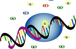 Gen NALP1 causaría varias enfermedades autoinmunes e inflamatorias
