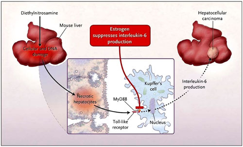 Figura 1: sexo y susceptibilidad al carcinoma hepatocelular