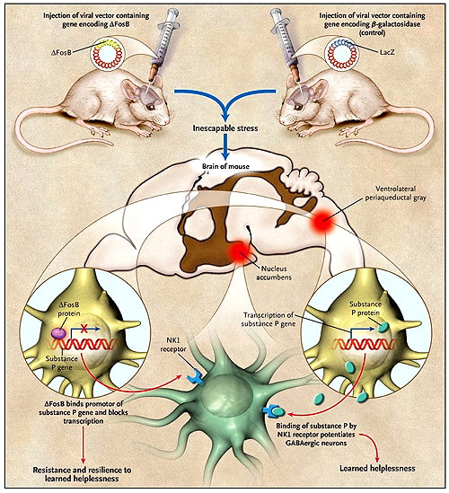 Figura 1: inducción de la sobre-expresión del factor de transcripción delta-FosB.