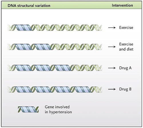 Figura 1: tratamiento de la hipertensión arterial mediante la variación estructural según el número de copias