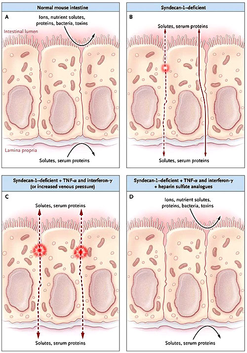 Figura 1: la integridad intestinal