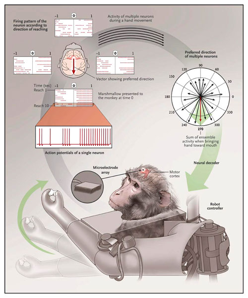Figura 1: control de un brazo robótico de actividad neural