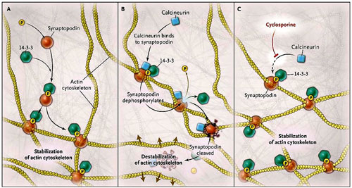 Figura 2: Figura 2: efecto de la calcineurina sobre la sinaptopodina.