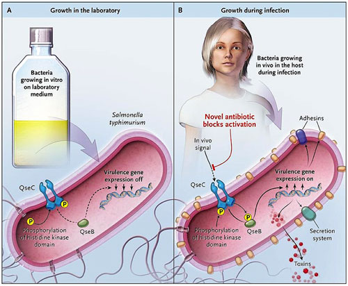 Figura 1: orientación de la virulencia bacteriana.