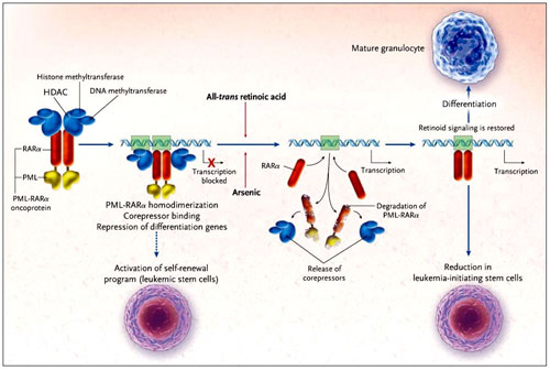 Figura 1: contrarrestando una oncoproteína