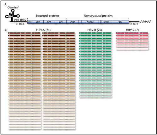 Figura 1: diversidad genómica del rinovirus humano (RVH)