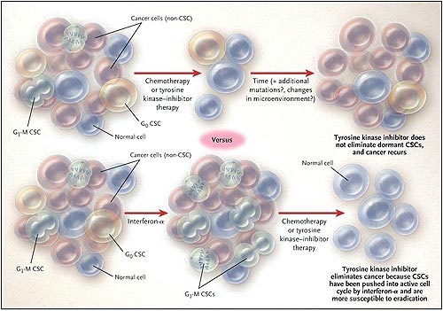 Figura  1: sacando a las células madre cancerígenas de su escondite