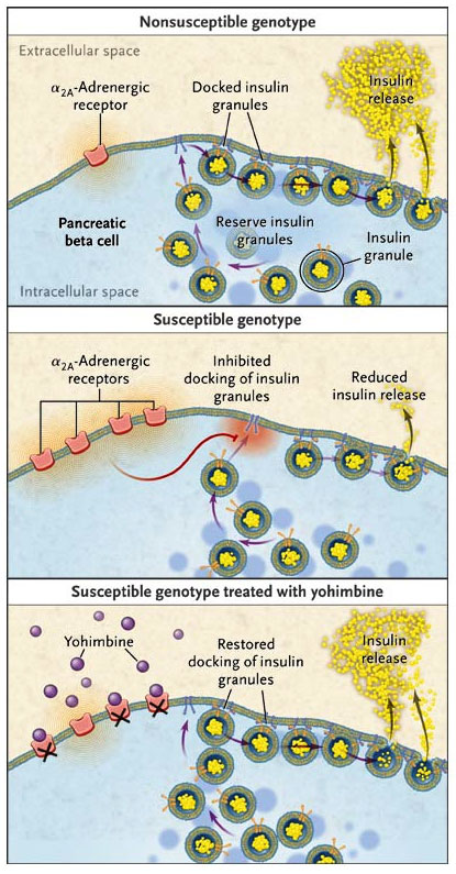 Figura 1: secreción de insulina y el receptor adrenérgico α2A