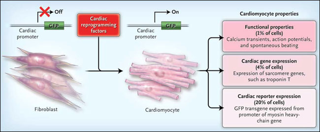 Figura 1: el camino de los fibroblastos hacia cardiomiocitos
