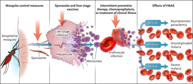 Figura 1: puntos de intervención en la progresión de la infección por <em>P. falciparum</em>