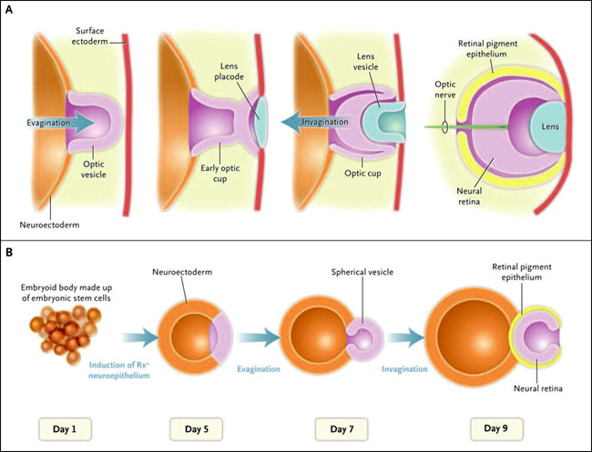 Figura 1: formación de una copa óptica in vivo e in vitro