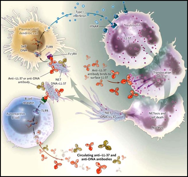 Figura 1: activación de las células dendríticas plasmacitoides por los neutrófilos en el lupus eritematoso sistémico