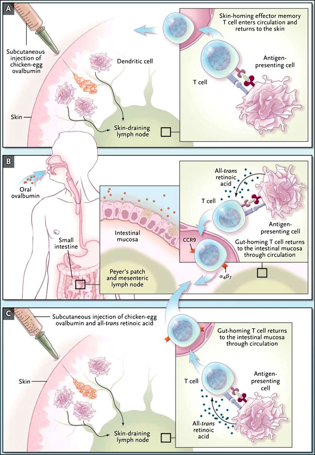 Figura 1: generando inmunidad en la mucosa