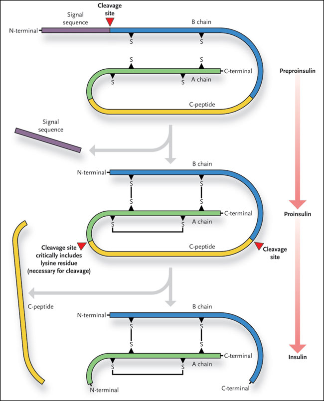 Синтез инсулина процесс