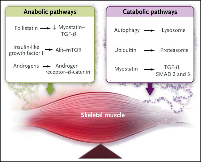 Figura 1: vías anabólicas y catabólicas de señalización involucradas en el mantenimiento de la masa del músculo esquelético
