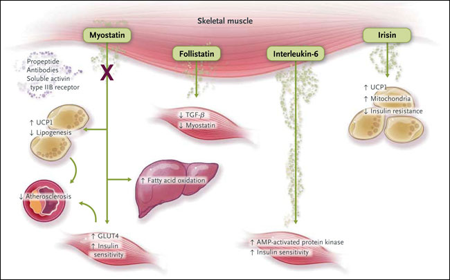 Figura 2: mioquinas producidas por los músculos esqueléticos y sus efectos sobre diversos sistemas de órganos