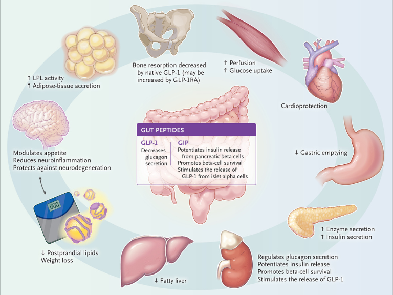 que es glp 1 en medicina SAVALnet - Ciencia y Medicina