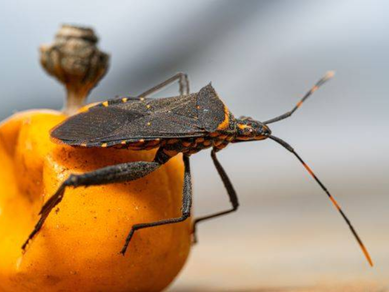 enfermedad de chagas, Día Mundial de la Enfermedad de Chagas, red de salud de O’Higgins