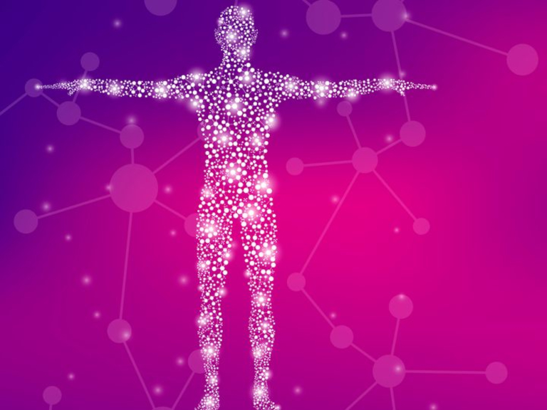 Catorce millones de células que revelan las rutas hormonales