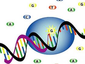 Gen NALP1 causaría varias enfermedades autoinmunes e inflamatorias