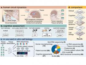 Glioblastoma secuestra redes neuronales con trombospondina-1