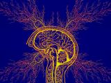 Cartografía de la epilepsia relacionada con lesiones en la red cerebral humana