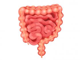 Ácido siálico en la transición de Citrobacter rodentium desde el lumen intestinal a un nicho adherente a la mucosa