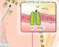 fibrosis quistica, ivacaftor, lumacaftor, elexacaftor, tezacaftor
