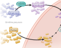 cáncer, tratamientos oncológicos, cáncer pediátrico, neuroblastoma, oncología pediátrica