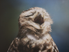 “Retratos Alados: Chile y las aves de FUSAT” 