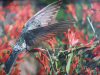 “Retratos Alados: Chile y las aves de FUSAT” 