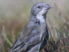 “Retratos Alados: Chile y las aves de FUSAT” 