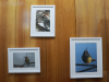 “Retratos Alados: Chile y las aves de FUSAT” 