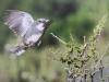 “Retratos Alados: Chile y las aves de FUSAT” 