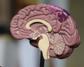 Organización Mundial de la Salud (OMS), deterioro cognitivo y demencia, enfermedad de Alzheimer , hipertensión arterial, la diabetes y la hipercolesterolemia