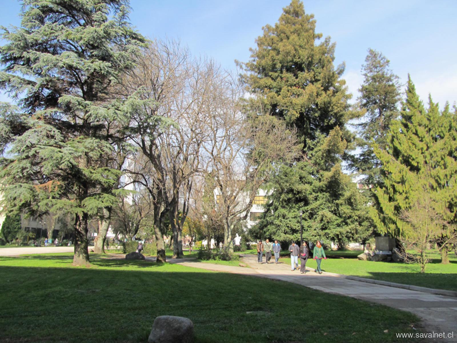 Medicina UdeC: consolidación y liderazgo