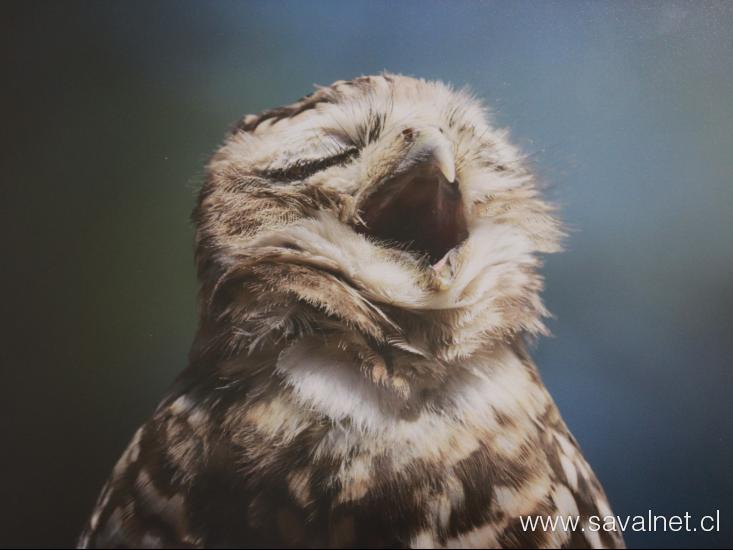 “Retratos Alados: Chile y las aves de FUSAT” 