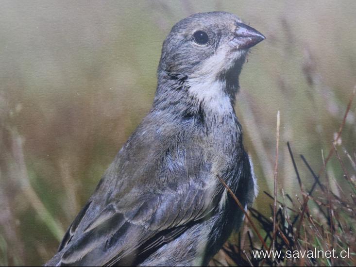 “Retratos Alados: Chile y las aves de FUSAT” 