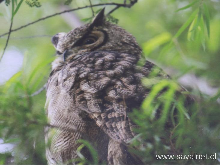 “Retratos Alados: Chile y las aves de FUSAT” 