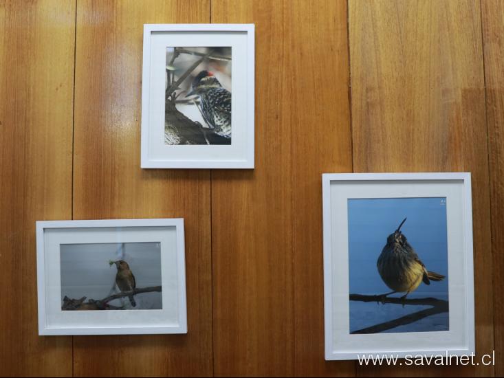 “Retratos Alados: Chile y las aves de FUSAT” 